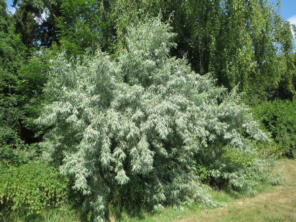 Elaeagnus_angustifolia