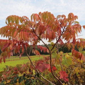 Rhus_typhina