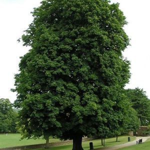 436px-Horse-chestnut_800