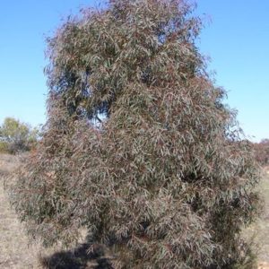 Eucalyptus Nicholi