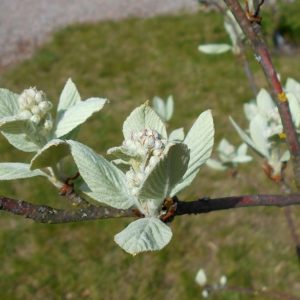 Sorbus_aria_