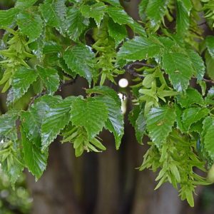 800px-Carpinus_betulus_in_Christchurch_Botanic_Gardens_01