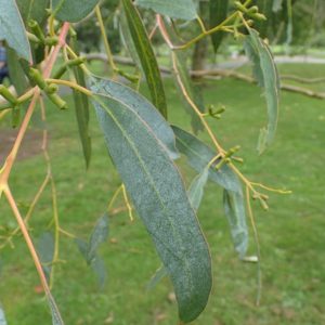 Eucalyptus_glaucescens