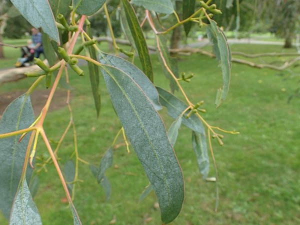 Eucalyptus_glaucescens