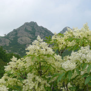 800px-Fraxinus_ornus_Bulgaria_2