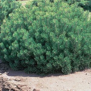 800px-Pinus_mugo_plant