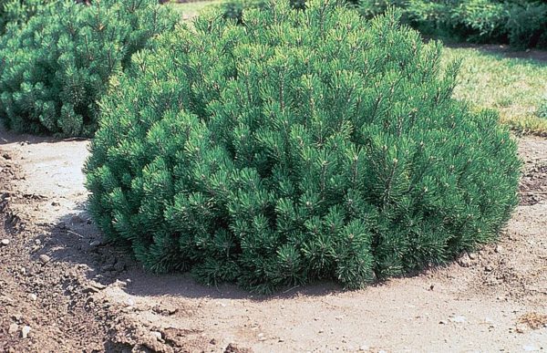 800px-Pinus_mugo_plant