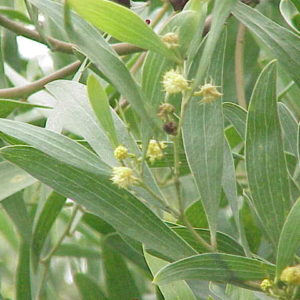 Acaciamelanoxlon