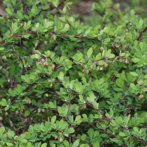 Berberis_thunbergii_