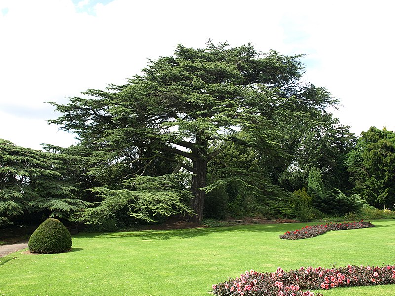 Cedrus libani