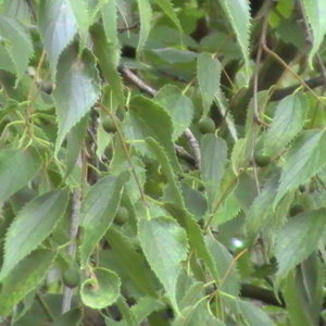 Celtis_australis foliage