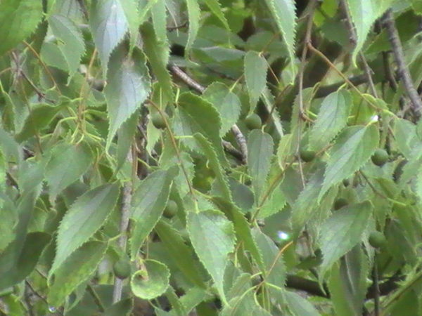 Celtis_australis foliage