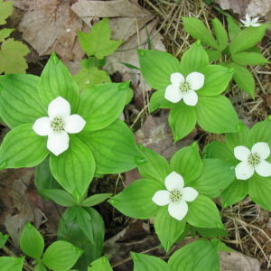 Cornus_canadensis_4-eheep_(5097230925)