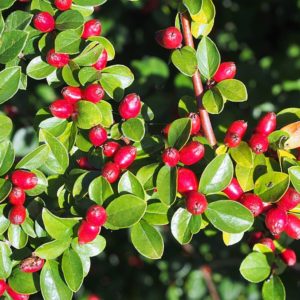 Cotoneaster_divaricatus