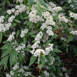 Cotoneaster salicifolius