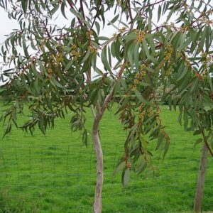 Eucalyptus_pauciflora