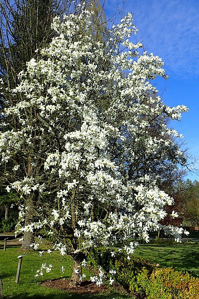 magnolia kobus