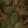 Monterey Pine cone