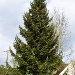 picea omorika