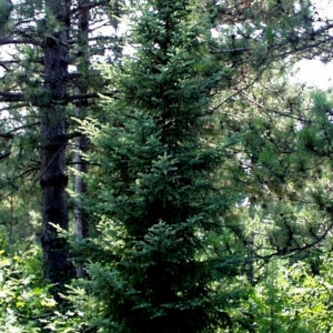 Black Spruce