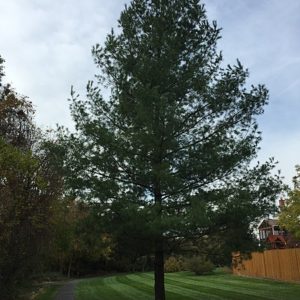 Pinus strobus,(young) Virginia