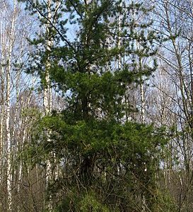 Pinus banksiana