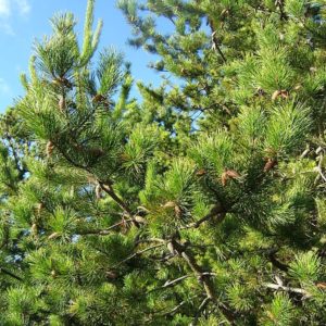 Pinus_contorta