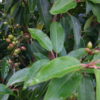 Prunus-lusitanica-fruits