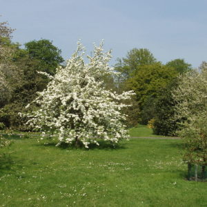 pear in blossom