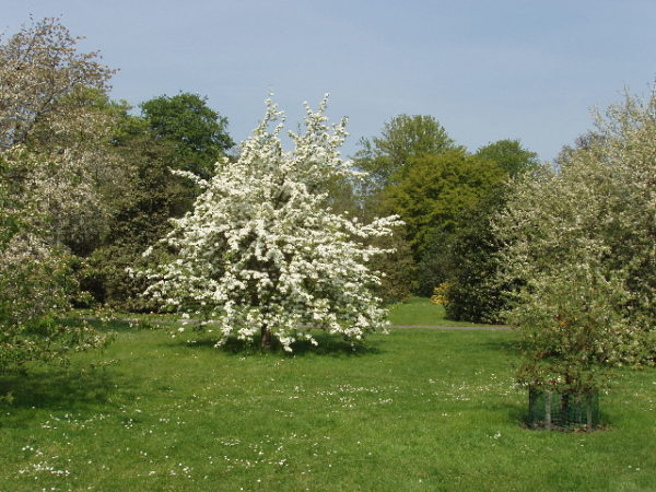 pear in blossom