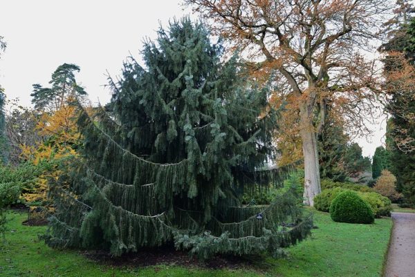 Brewers Weeping Spruce