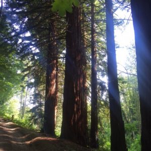 Sequoia sempervirens Clun dms