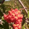 Sorbus auc berries,Matt Edwards