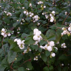 Symphoricarpos_albus