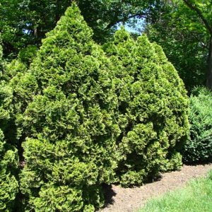 thuja occidentalis