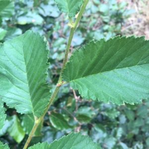 Ulmus glabra leaf dms