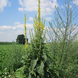 Verbascum thapsus or Great Mullein