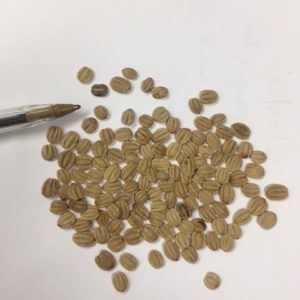 Viburnum lantana seed