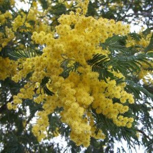 Silver Wattle