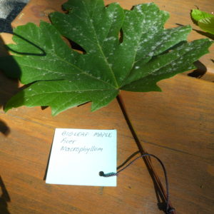 acer macrophyllum leaf hjr