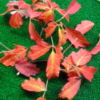 Acer griseum autumn