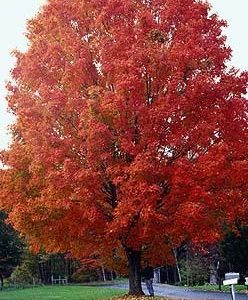 Sugar Maple Seed