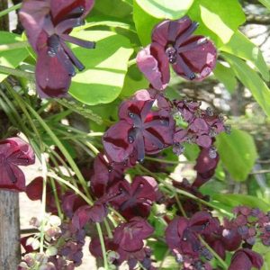 Chocolate Vine Seed