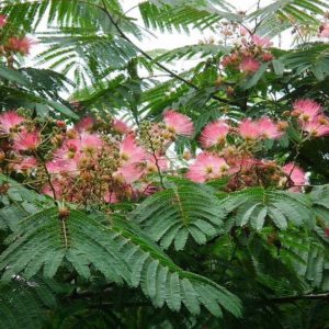 Persian Silk Tree