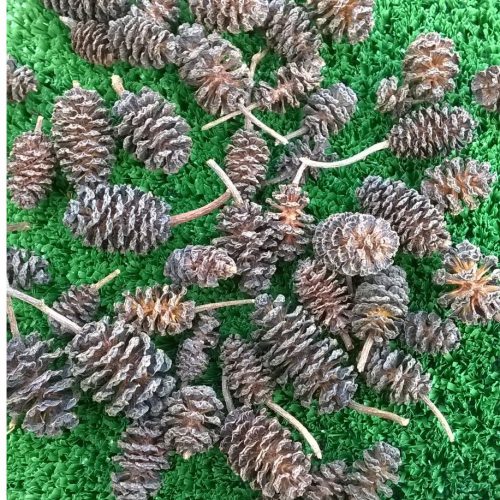 Alder / Common Alder Seed - Forestart