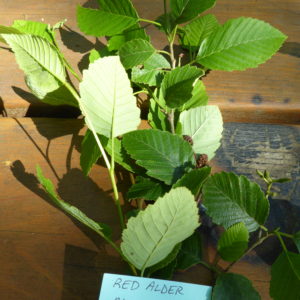 alnus rubra foliage hjr