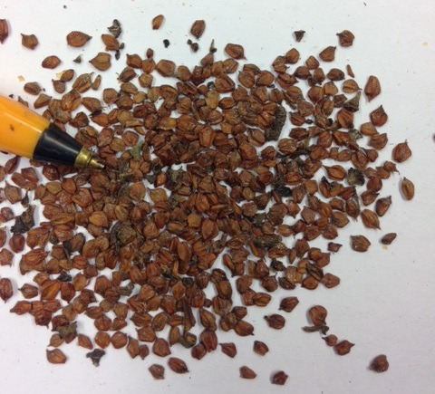 Alder Common Alder Seed Forestart