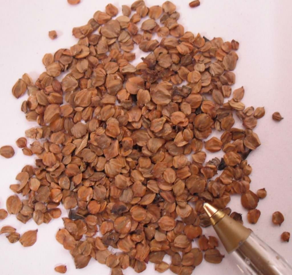 Himalayan Alder Seed Forestart