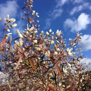 amelanchier dms