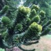 araucaria young flowers dms